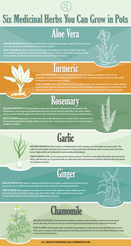 6 medicinal herbs you can grow in pots - infographic