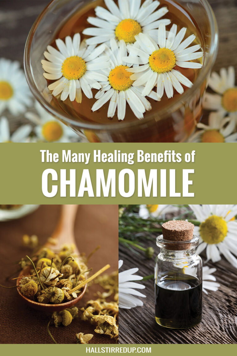 The Many Healing Benefits of Chamomile - Hall Stirred Up