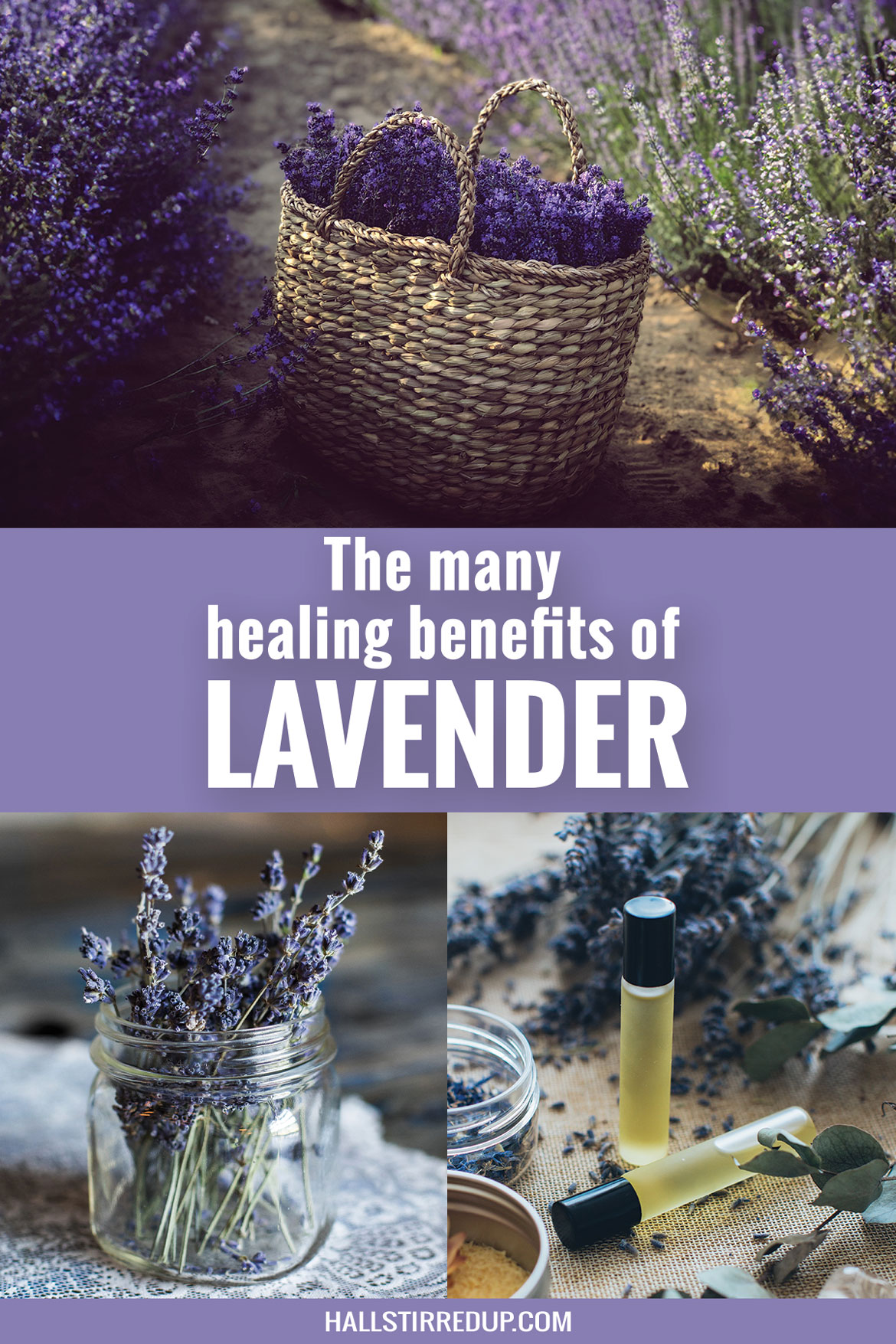 The many healing benefits of Lavender