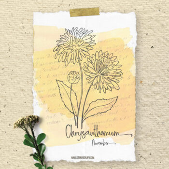 November's Birth Flower is the beautiful Chrysanthemum and includes a free printable